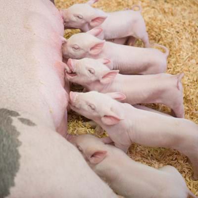 Piglet Feed
